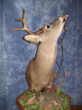 Kline's Taxidermy Tips for Trophy Care