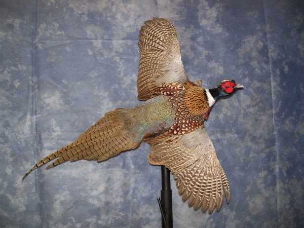 Pheasant