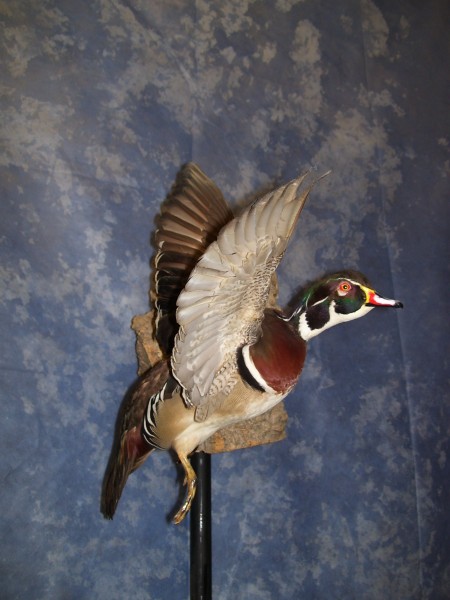 Wood Duck