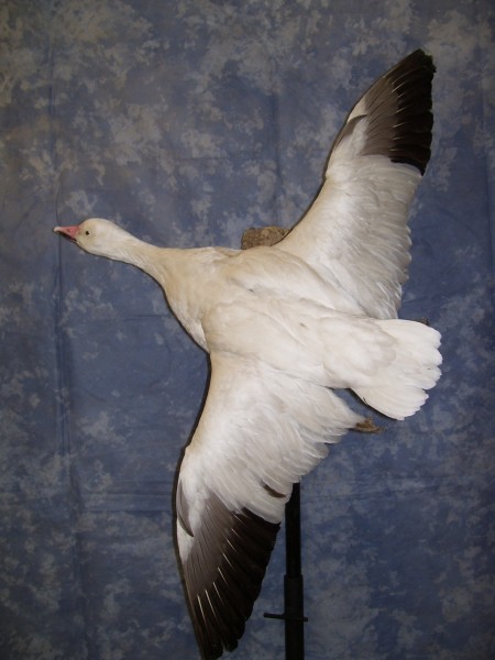 Snow Goose