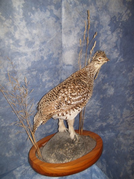 Sharptail Grouse