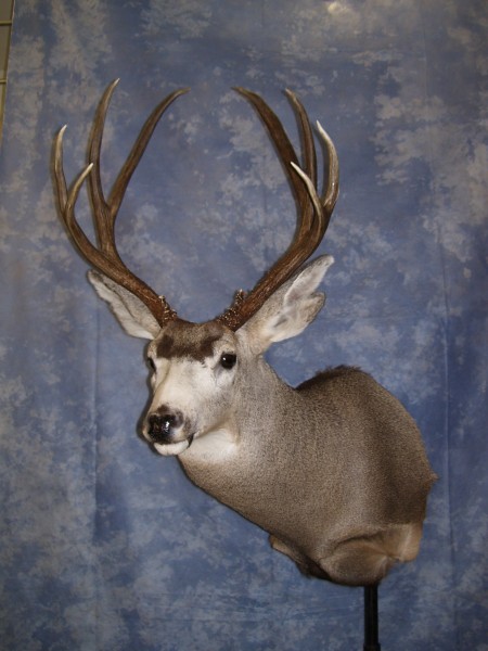 Mule Deer