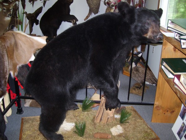 Black Bear