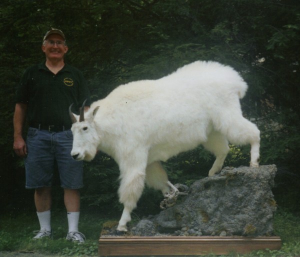 Mountain Goat Taxidermy Mount