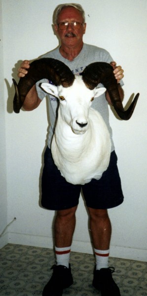 Dall Sheep Shoulder Mount