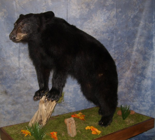 Black Bear Mount by Kline's Taxidermy