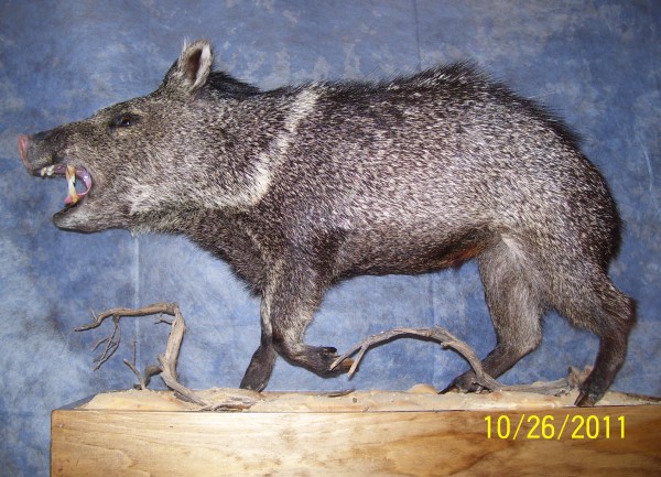 Collard Peccary Mount from Texas