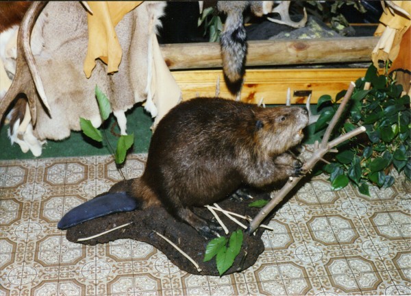 Beaver Mount by Kline's Taxidermy