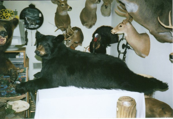 Resting Bear Mount by Kline's Taxidermy