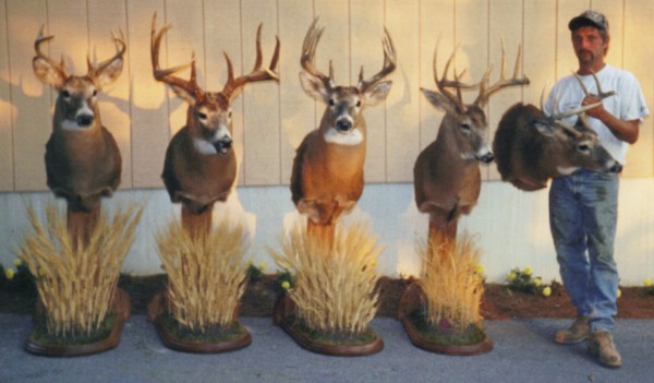 Kansas Whitetails Mounted by Kline's Taxidermy