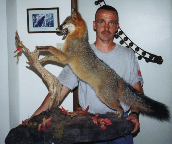 Gray Fox Mount by Kline's Taxidermy