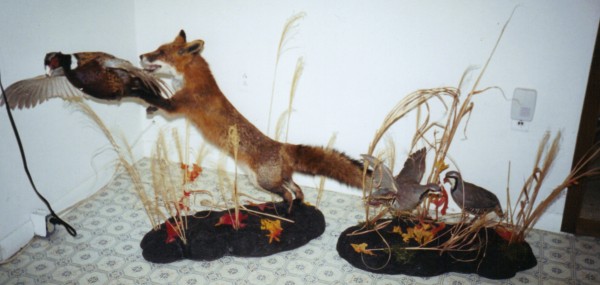 Custom Fox & Pheasant Mount by Kline's Taxidermy