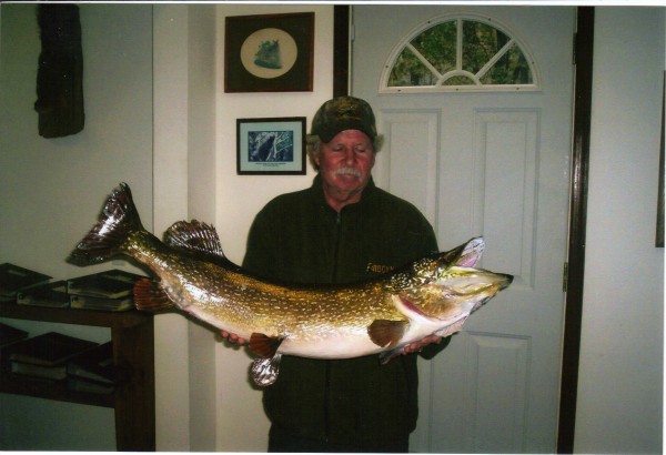 Northern Pike Mount by Kline's Taxidermy