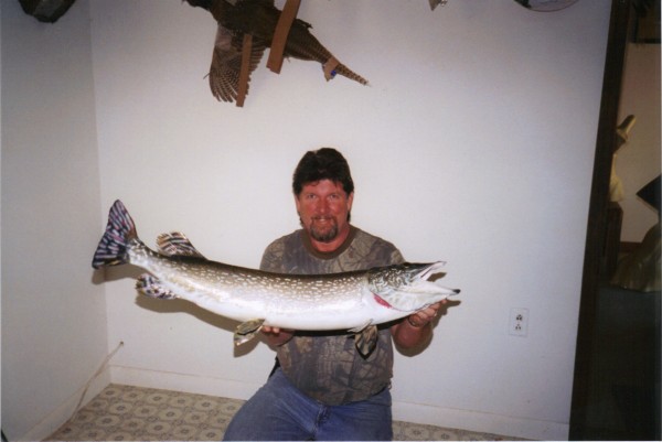 Northern Pike Mount by Kline's Taxidermy