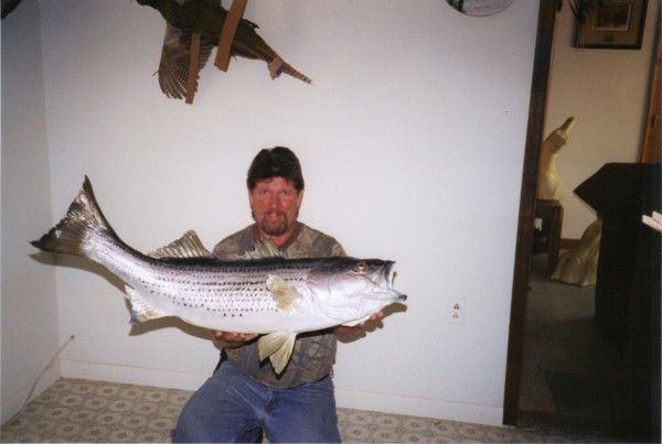 Striper Mount by Kline's Taxidermy