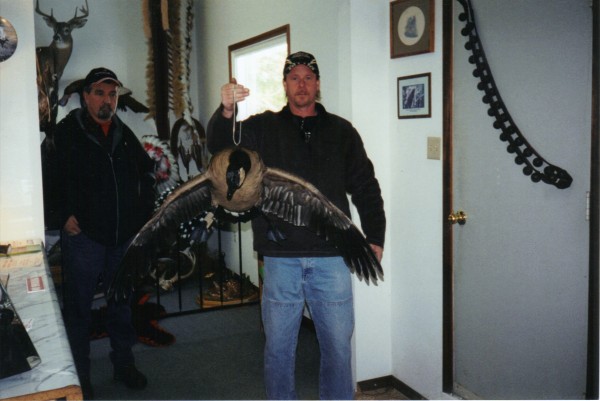 Canadian Goose Mounted by Kline's Taxidermy