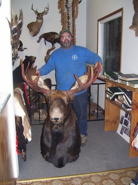 Trophy Newfoundland Moose Mounted by Kline's Taxidermy