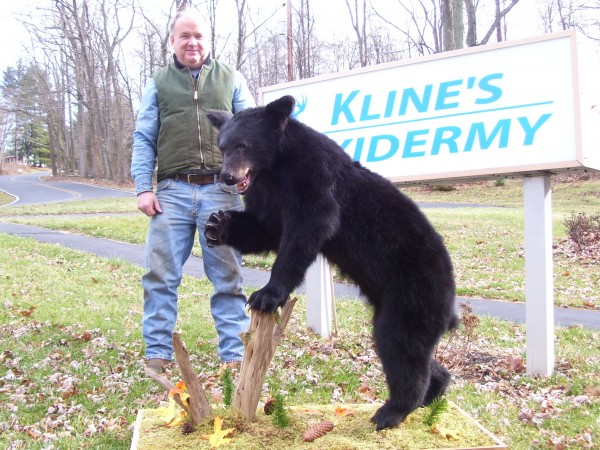 Black Bear Mounted by Kline's Taxidermy