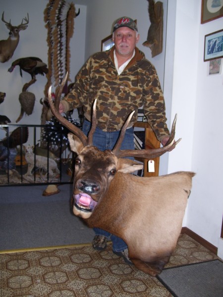 Elk Mounted by Kline's Taxidermy