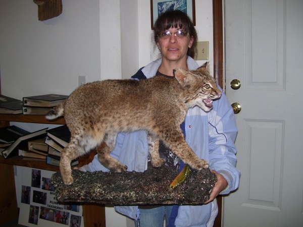 Bobcat Mounted by Kline's Taxidermy, Smithsburg, Maryland