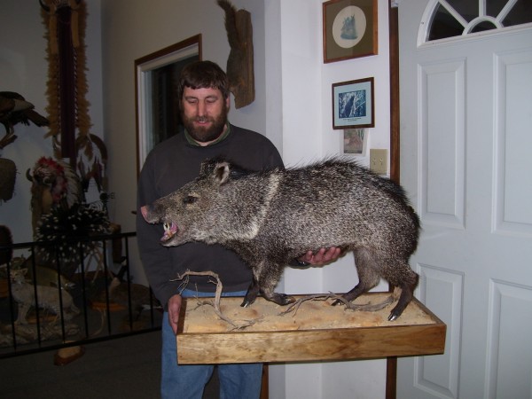 Collard Peccary Taken in Texas With the Bow