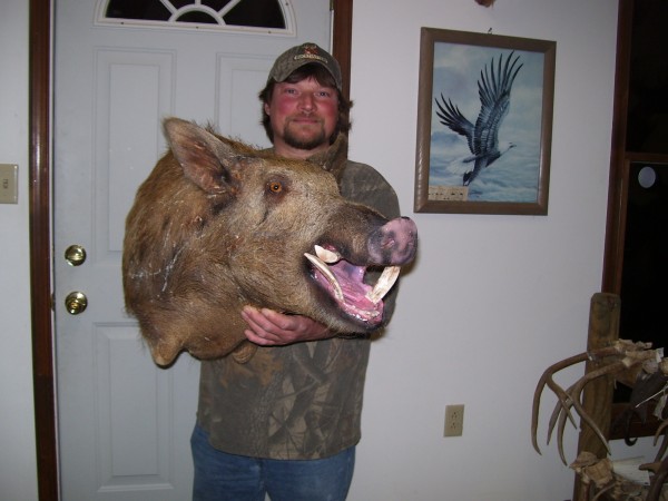 Battlescared Wild Boar Taken in West Virginia