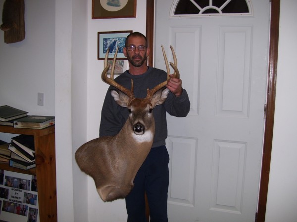 Maryland Whitetail Mount