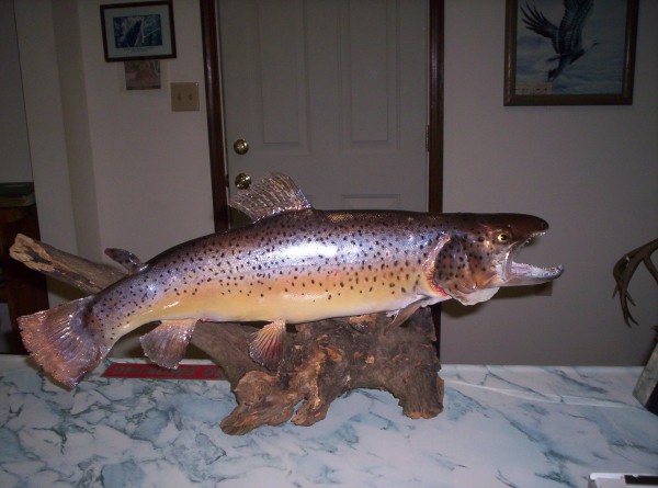 Trophy Brown Trout