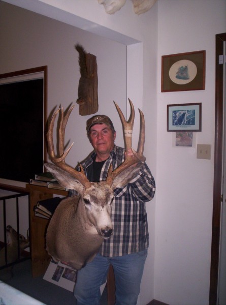 Mule Deer Shoulder Mount