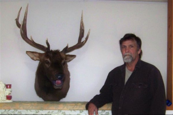 Bugling Elk Mount by Kline's Taxidermy, Smithsburg, MD