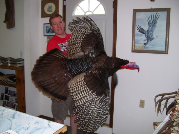 Flying Turkey Mount by Kline's Taxidermy, Smithsburg, MD