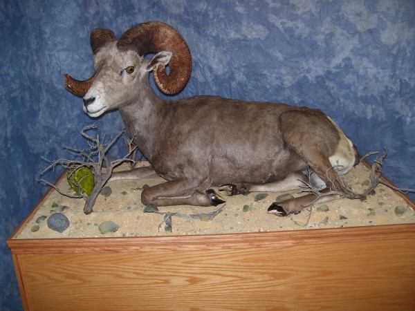 Desert Bighorn on High Oak Base