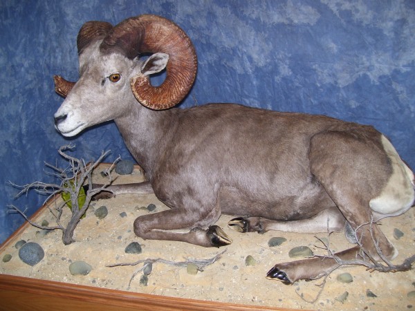 Desert Bighorn Sheep Mounted on Habitat Base