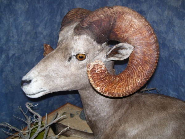 Close up of Desert Bighorn Sheep