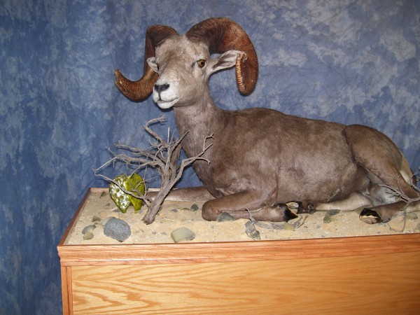 Desert Bighorn Sheep Lifesize Mount by Kline's Taxidermy, Smithsburg, MD