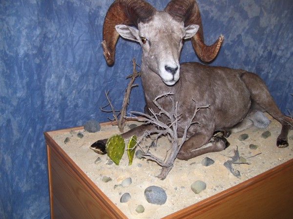 Desert Sheep Showing Full Curl with Broomed Horns