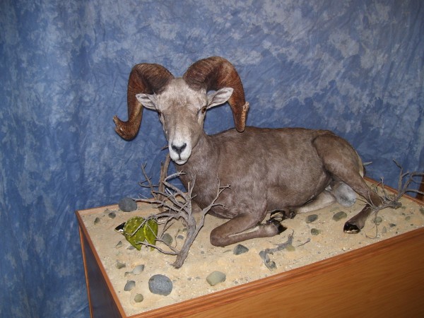 Impressive Desert Bighorn 