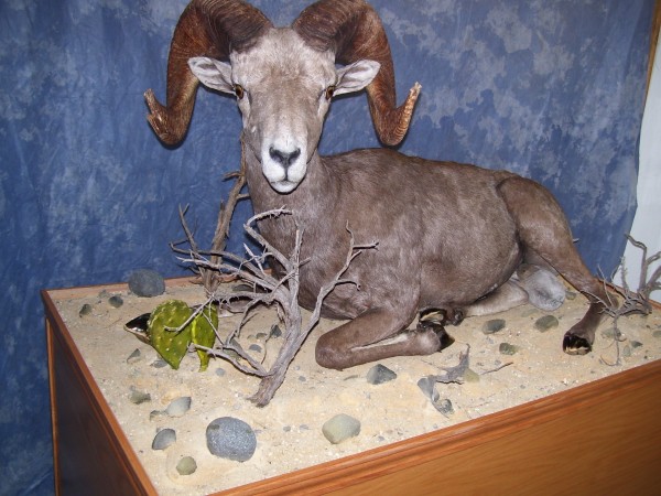 Magnificent Desert Bighorn Front View