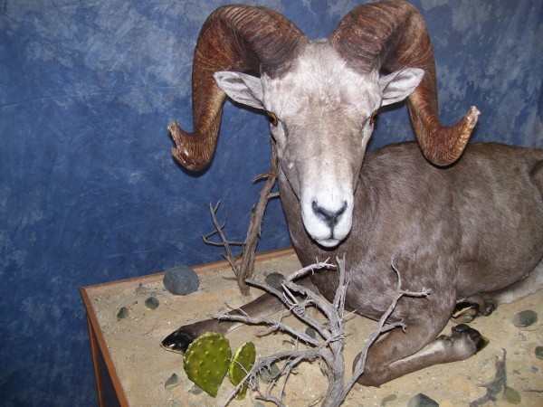 Desert Bighorn in Cactus & Sagebrush Habitat