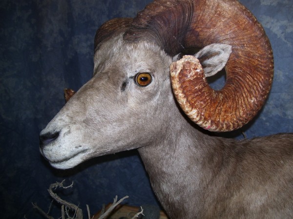 Desert Bighorn Sheep Close Up Side View