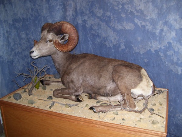 Lifesize Desert Bighorn Sheep