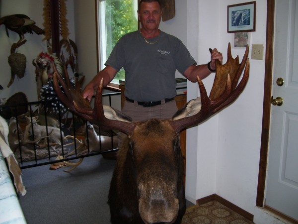 Newfoundland Moose Mounted by Kline's Taxidermy