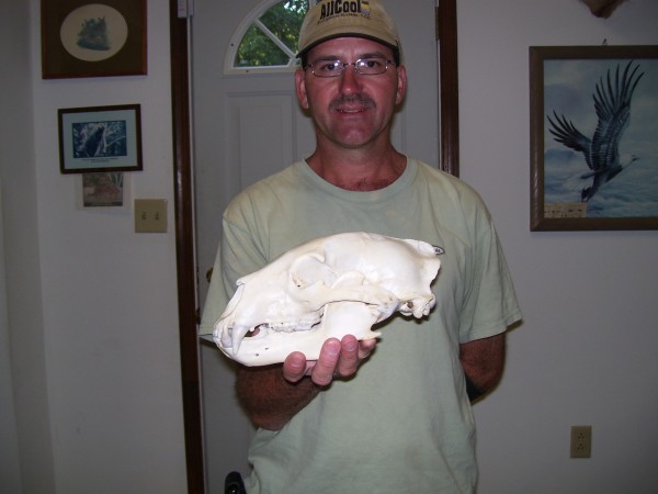 European Mount of a Black Bear Skull 