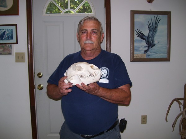 European Black Bear Skull Mount