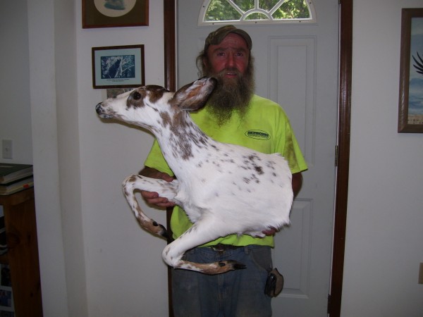 Half Mount Piebald Whitetail Deer Mounted by Kline's Taxidermy