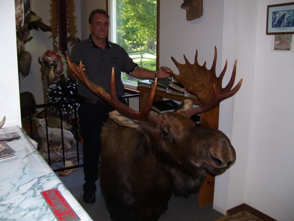 Newfoundland Moose