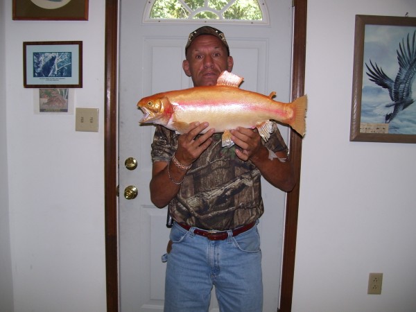 Golden Trout Caught in Frederick County, Maryland