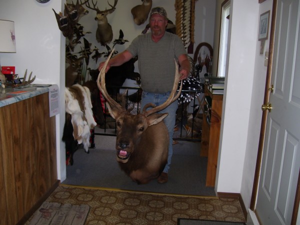 Arizona Elk Mount 