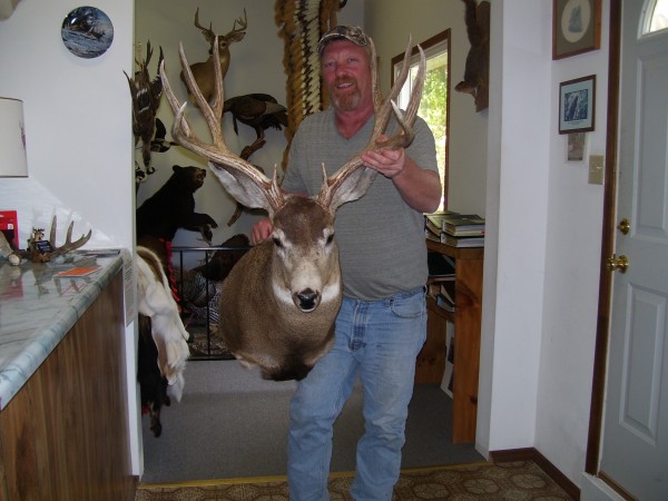 Mule Deer Mounted by Kline's Taxidermy