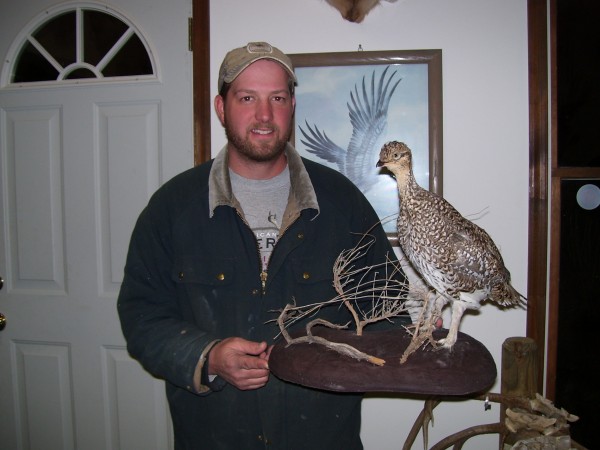 Montana Sharptail Grouse